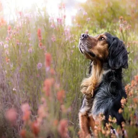 Large With Sauna, Jacuzzi And Pool Perlino