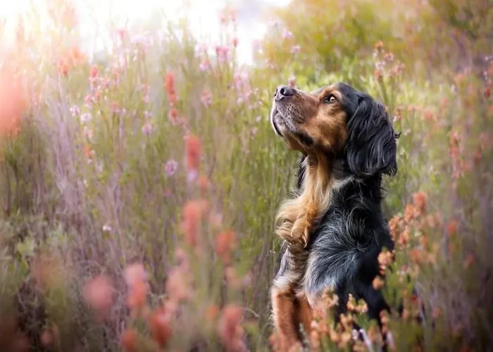 Large With Sauna, Jacuzzi And Pool Perlino